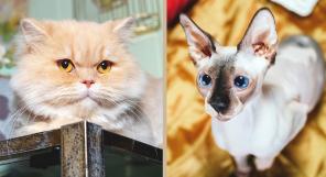 Большие друзья - котик и кошка ищут один дом на двоих.