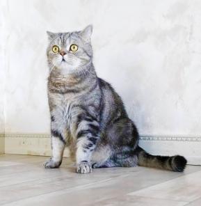 Шерстяное счастье, нежный котик - экзот Санти в добрые руки!