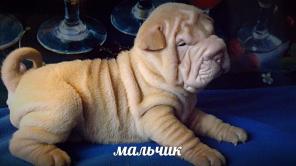 Продажа Щенков ШАРПЕЯ