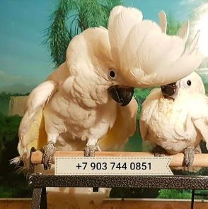 Белохохлый какаду (Cacatua alba) - ручные птенцы из питомников Европы.