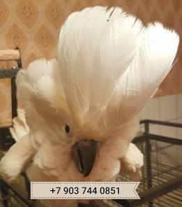 Белохохлый какаду (Cacatua alba) - ручные птенцы из питомников Европы.