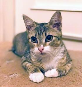 Степашка, котёнок супер-ласкушка в добрые руки!
