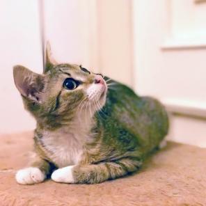 Степашка, котёнок супер-ласкушка в добрые руки!