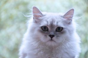 Продаются котики разных расцветок