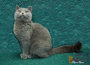Продаются котики разных расцветок