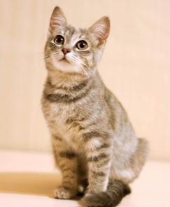 Маняша, котёнок ласкушечка в добрые руки!