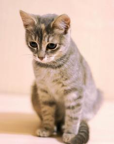 Маняша, котёнок ласкушечка в добрые руки!