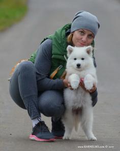Длинношерстный щенок Белой Швейцарской Овчарки.