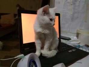 Белые голубоглазые котята в добрые руки