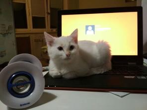 Белые голубоглазые котята в добрые руки