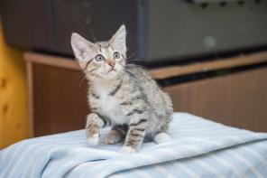Которыцарь в поисках дома!