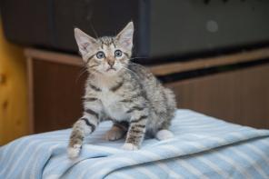 Которыцарь в поисках дома!