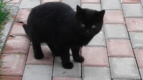 Котята-черныши в добрые руки