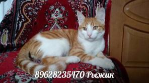 Рыжий котик