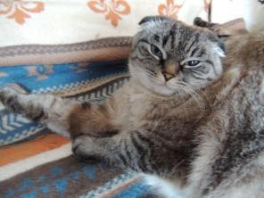 Шотландская кошка Алиса вислоухая ищет новый дом