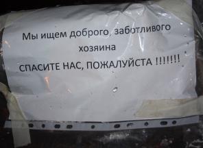 Щенки, которые ждут своих хозяев