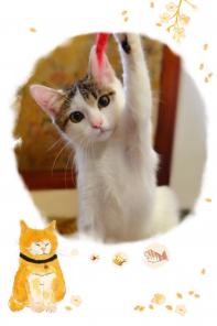 Чудесный котенок Шустрик-самый нежный кот на свете ищет настоящий дом!!!