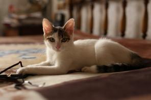 Чудесный котенок Шустрик-самый нежный кот на свете ищет настоящий дом!!!