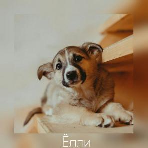 Щенки ищут дом