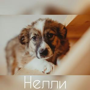 Щенки ищут дом