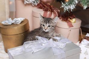 Ищем дом для кошечки Наяны.