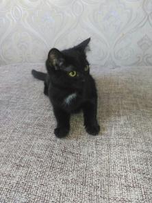 Ищем хозяев для кошечки