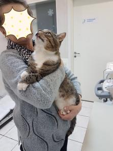 Котик Марсик ищет дом