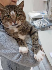 Котик Марсик ищет дом