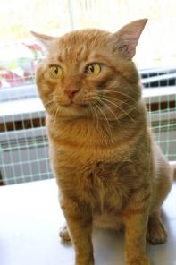 Удивительный котик Робин в поиске дома.