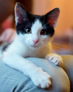 Отдам чудесного котенка Феню в добрые руки!