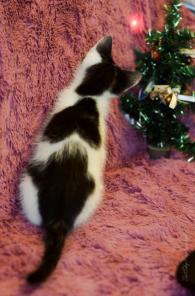 Отдам чудесного котенка Феню в добрые руки!