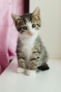 Отдам красивых котятв добрые руки!