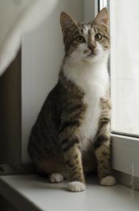 Отдам бархатного котика Ричи в добрые руки!