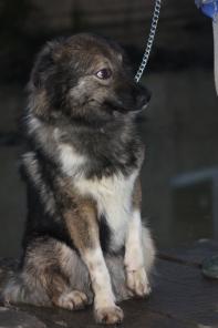 Кося