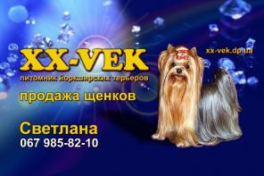 Девочка йоркширского терьера, Чапа