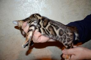 Бенгальские породистые котята