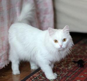 Отличный кот Снежок ждет хороших хозяев