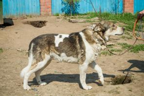 Рудольф