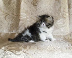 Персидские котята, котики