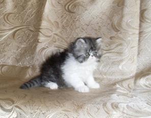 Персидские котята, котики