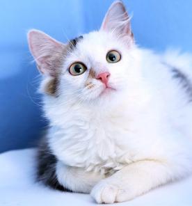 Котенок девочка необыкновенной красоты Юкки в дар.