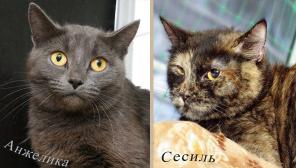 Приютские кошки со сложным характером, им сложно найти дом.