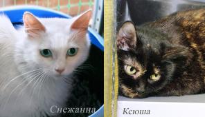 Всем кошкам нужен дом. Даже таким, со сложным характером.