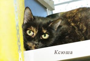 Всем кошкам нужен дом. Даже таким, со сложным характером.
