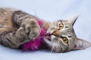 Котенок девочка звездочка-Фируза в дар