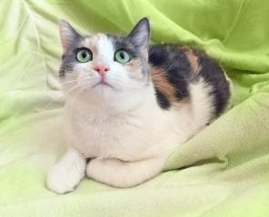 Кошка мурлыка Кассиопея ищет дом.